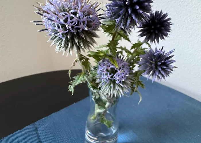 Wasser - Bude Apartman *